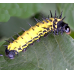 Epiphora intermedia Central Africa 15 eggs or 10 larvae, according to availability.